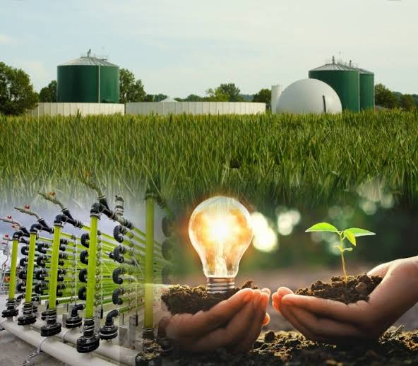 Biomass energy in United Kingdom