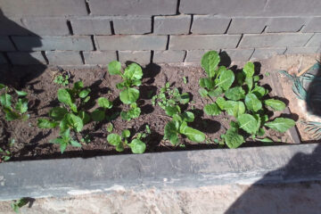 Green Solidarity