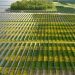 Bellflower Solar farm 1