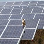 River Fork Solar